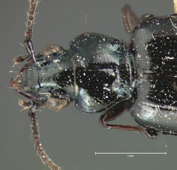 Media type: image;   Entomology 5506 Aspect: pronotum dorsal